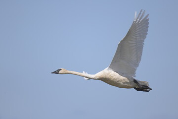 swan flying in the sky
