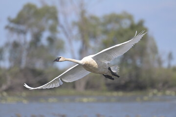 swan flying in the sky