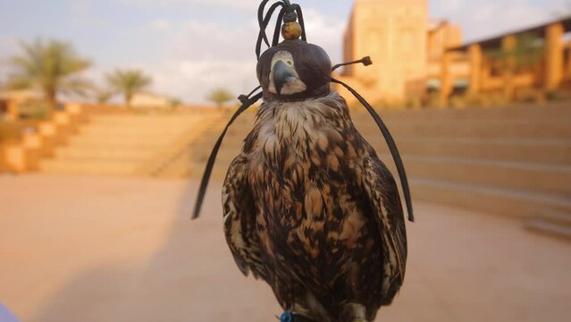 Bird paws of a falcon in a cowl, sits on a man's hand.