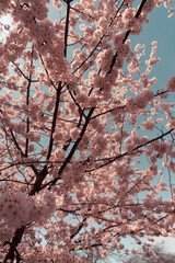 blossom