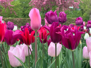 Burgundy tulips close up