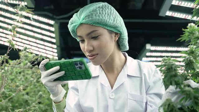 Scientist researcher checking mobile phone monitor collect information of cannabish flower and leaves under environment lighting control inhouse modern plantation farming
