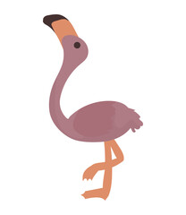cute flamingo animal wild