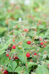 Blurred image of wild strawberries with berries on the background of the greenery of the meadow.
