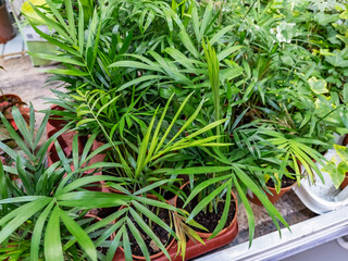 Houseplants on the window of a flower shop