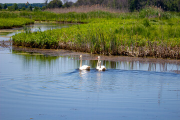 Family of mute swans, cygnus olor swim on a Canadian wetland