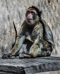 Barbary macaque on the board. Latin name - Macaca sylvanus