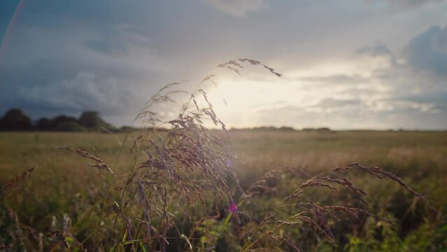 Closeup of grassy leaves swaying in the wind against picturesque golden sunset. Wild grass swaying in the wind. Macro image, shallow depth of field. Beautiful summer nature background.