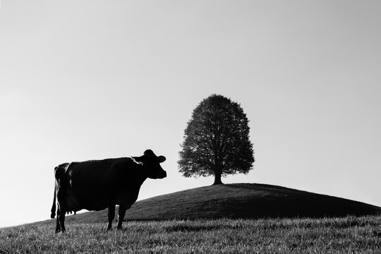 Monochrome silhouette of a swiss cow on a grass with tree on a background shot in Zug, Switzerland.
