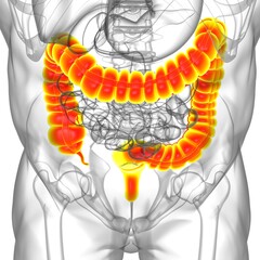 Large Intestine 3D Illustration Human Digestive System Anatomy