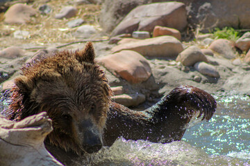 grizzly in water