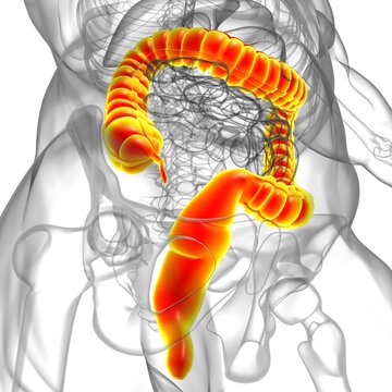 Large Intestine 3D Illustration Human Digestive System Anatomy