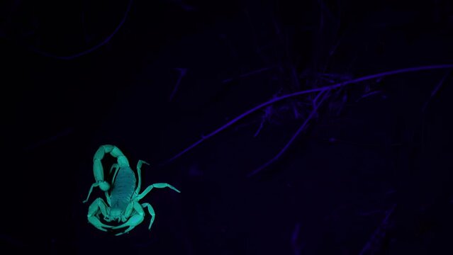 A sand scorpion lit by an ultraviolet light waits for insects to approach then turns, grabs it's prey and stings it before moving away.