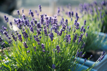 Beautiful shallow focus on lavender herb blooms in blue pots. - 516409543