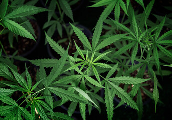 Naklejka na ściany i meble cannabis marijuana farm from top view in greenhouse