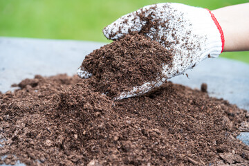 Hand holding peat moss organic matter improve soil for agriculture organic plant growing, ecology concept.