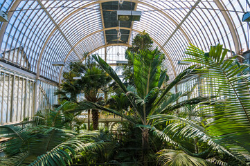 Fototapeta na wymiar Palm trees growing in huge greenhouse. Exotic thermophilic trees and plants under a roof. Botanical garden