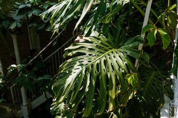 Monstera green leaves. Green plants in greenhouse. Botanical garden. Nature background.