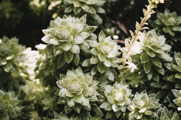 Beautiful nature background. Top view of echeveria. Succulent.