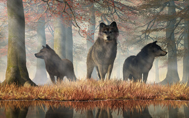 Fototapety  Three gray wolves on the hunt stand by a pond in an autumn colored forest. The leader of the pack looks straight at you while the other two animals scan the woods searching for prey. 3D Rendering