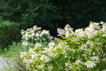 Weisse Hortensien (Rispenhortensie) im Garten