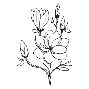 Branch with flowers and buds of magnolia in doodle style on a white background.