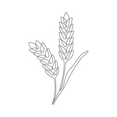 Wheat grain ear, nature bread, one single continuous art line drawing. Linear sketch of wheat, rice, corn, oat ear and grain. Outline spica plant for agriculture, cereal products, bakery. Vector © Iuliia