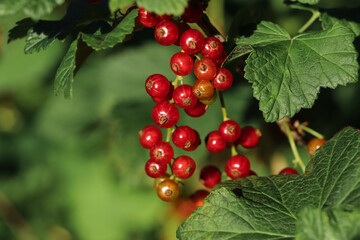 Closeup view of red currant bush with ripening berries outdoors on sunny day. Space for text