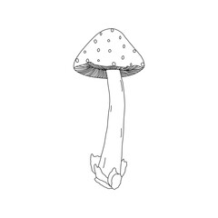 Mushroom illustration logo. Mushrooms tattoo highly detailed in line art style. Black and white clip art isolated on white background.