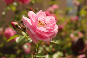 Fototapeta na wymiar Bush with beautiful pink tea roses outdoors, closeup
