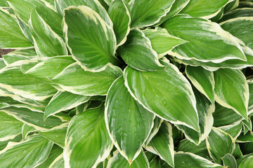 Beautiful dieffenbachia with wet green leaves as background