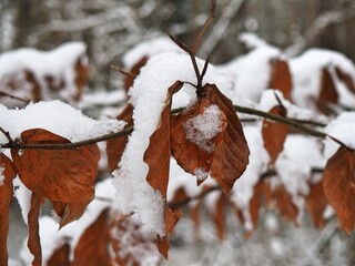 withered leaves covered with snow
