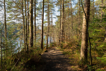 Afternoon in the woods.