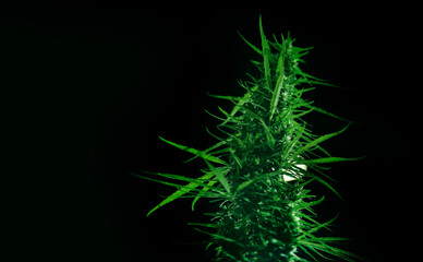 cannabis marijuana on dark isolated background