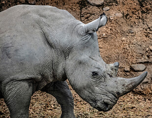 Fototapeta premium African rhinoceros head. Latin name - Diceros bicornis 