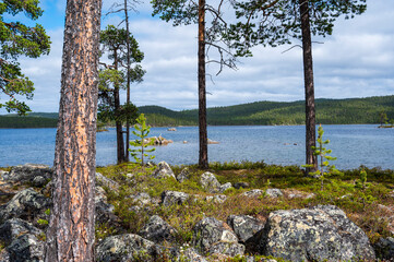 Pine trees, rocky ground and lake