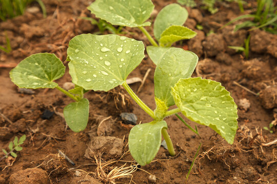 Sweet melon shoots sprouted in the ground after the rain