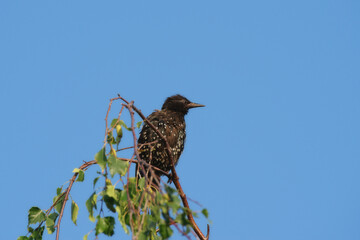 Etourneau sansonnet perché au sommet d'un arbre (Sturnus vulgaris)