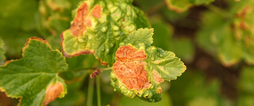 Currant disease in which red spots appear on the leaves. Anthracnose