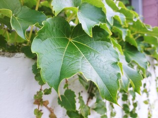 Ivy vines in the park
