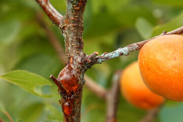 Gummosis, formation of a sticky substance on the surface of the apricot tree trunk.
