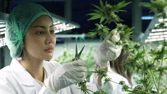 Scientist researcher closely monitor using scissor trim the cannabish flower and leaves under environment lighting control inhouse modern plantation farming
