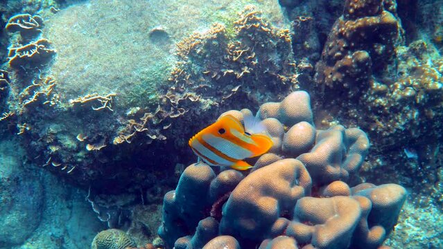 Beautiful colorful tropical fish Butterflyfish swimming among tropical corals. Long beaked coralfish or chelmon rostratus fish with long nose in Andaman Sea, Thailand. Sea wildlife. Underwater video.