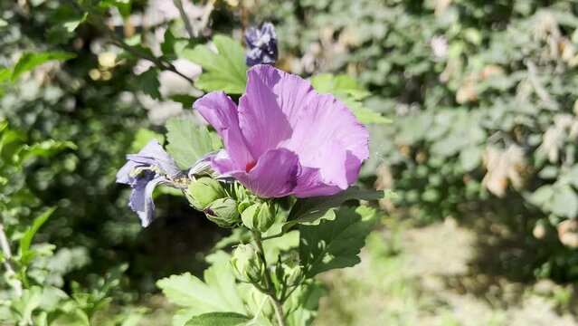 Hibiscus is a genus of flowering plants in the mallow family, Malvaceae.
