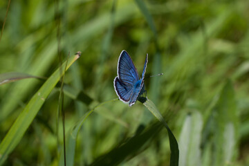 The blue butterfly is a butterfly of the family Nymphalidae