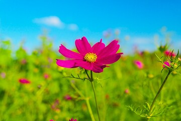 pink cosmos flower in the green meadow on the background of a blue sky on a sunny summer day