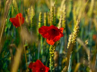 red poppy flower on the background of wheat field
