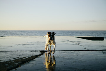 A young boxer dog walks along the seashore