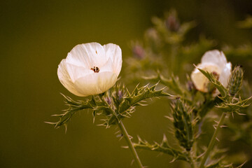 Flor con espinas en el campo