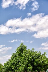 Beautiful white clouds on a deep blue sky behind the green leaves of a tree